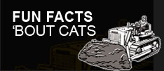 fun facts 'bout cats